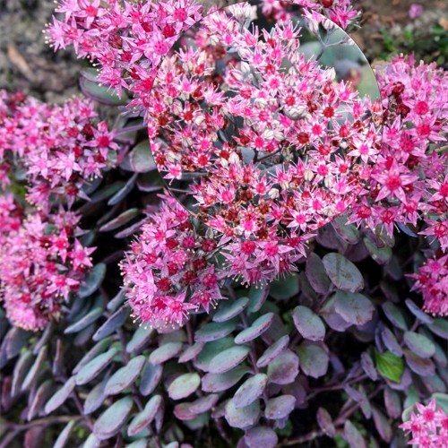 Sedum 'Bertram Anderson' - Kukehari 'Bertram Anderson' P9/0,55L
